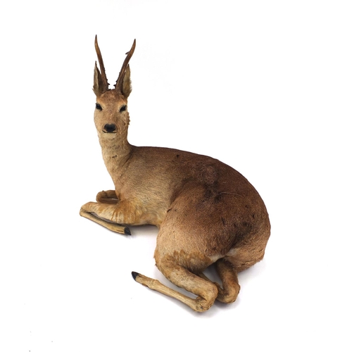 2091 - Taxidermy interest Roe Deer with horns, 66cm H x 75cm W x 43cm D