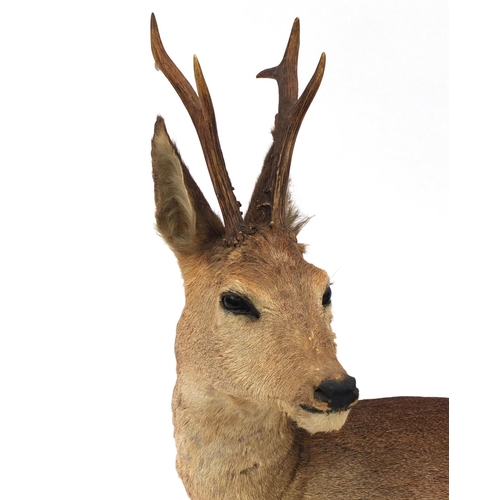 2091 - Taxidermy interest Roe Deer with horns, 66cm H x 75cm W x 43cm D