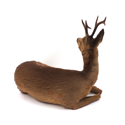 2091 - Taxidermy interest Roe Deer with horns, 66cm H x 75cm W x 43cm D