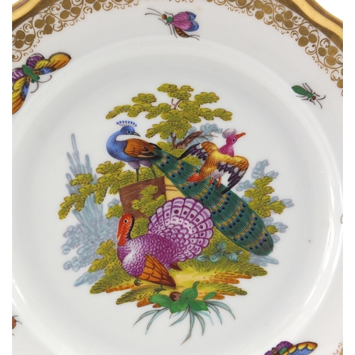 722A - Dresden porcelain plate hand painted with peacock, birds and insects, within a gilt foliate border, ... 