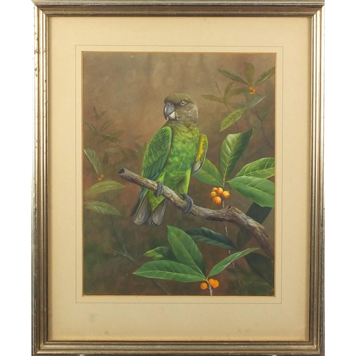 1173 - David Reid Henry - Parrot sat on a branch, watercolour onto card, mounted and framed, 28.5cm x 22cm