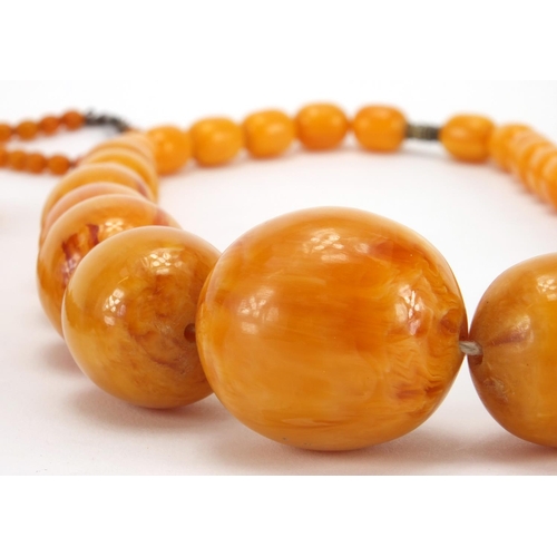 1054 - Three butterscotch amber coloured bead necklaces and one other, the largest, 66cm in length, approxi... 