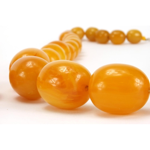 1054 - Three butterscotch amber coloured bead necklaces and one other, the largest, 66cm in length, approxi... 