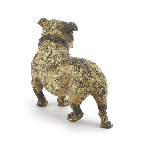 29 - Austrian cold painted bronze Bulldog, stamped Geschutz to the underside, 11.5cm in length