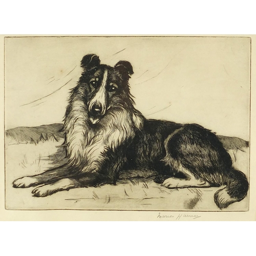 1433 - Marion Harvey - Recumbent Colie dog, pencil signed black and white etching, part label verso, mounte... 