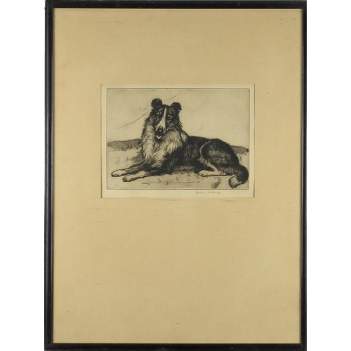 1433 - Marion Harvey - Recumbent Colie dog, pencil signed black and white etching, part label verso, mounte... 