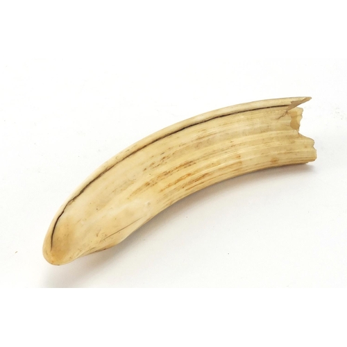 75 - Sperm whale's ivory tooth, 16.5cm in length