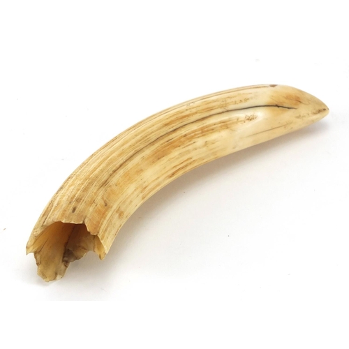 75 - Sperm whale's ivory tooth, 16.5cm in length