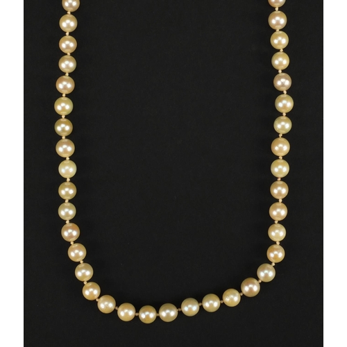 2590 - Single string pearl necklace with 9ct white gold diamond and sapphire clasp, 84cm long, approximate ... 