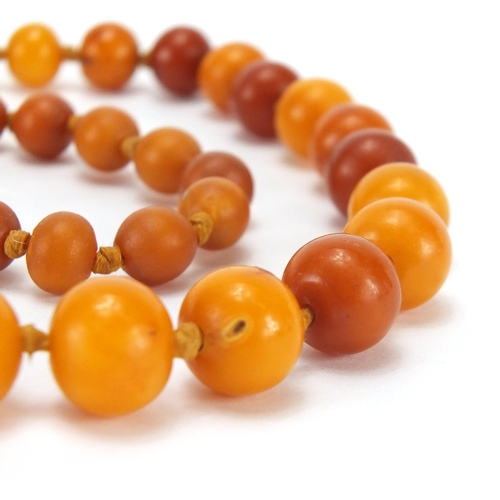 906 - Butterscotch amber coloured bead necklace, 100cm in length, approximate weight 48.2g