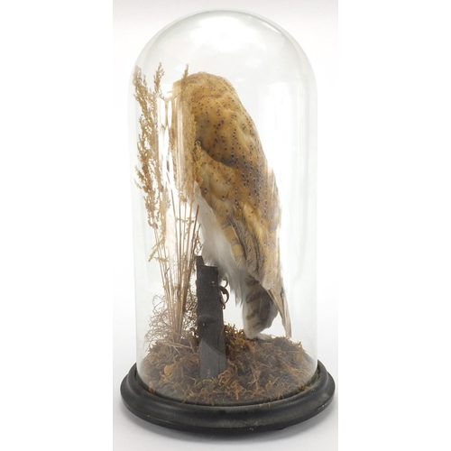 110 - Taxidermy barn owl housed under a glass dome on wooden plinth base, overall 45cm high