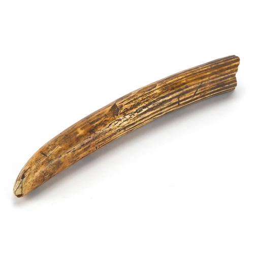 116 - **WITHDRAWN** Ivory Sperm whales tooth, 25cm in length