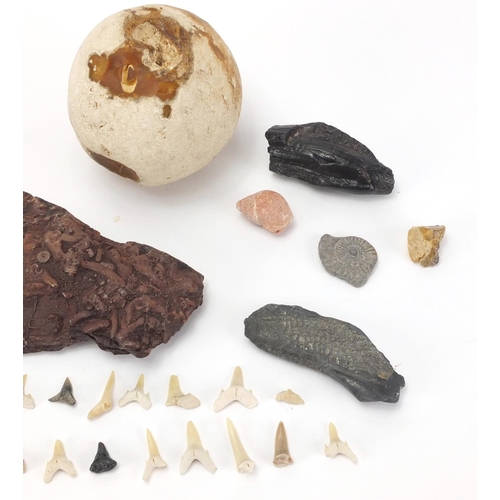 269 - Collection of antique artefacts and fossils including a dinosaur egg, the largest 15.5cm in length