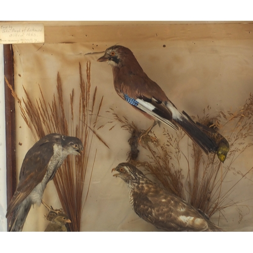 107 - Large Victorian mahogany glazed taxidermy display of exotic birds, the case 63cm H x 86cm W x 31cm D