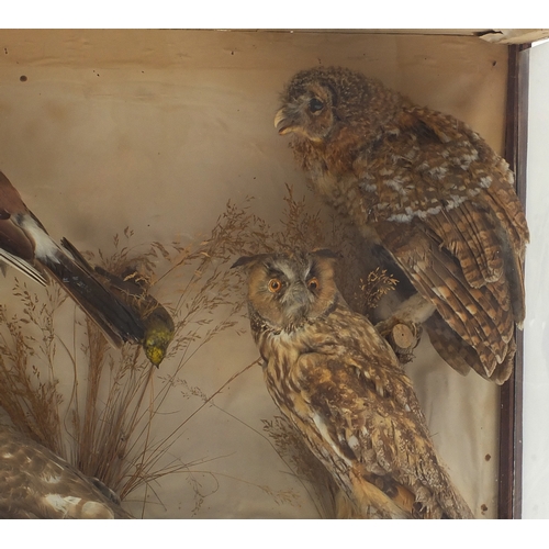 107 - Large Victorian mahogany glazed taxidermy display of exotic birds, the case 63cm H x 86cm W x 31cm D