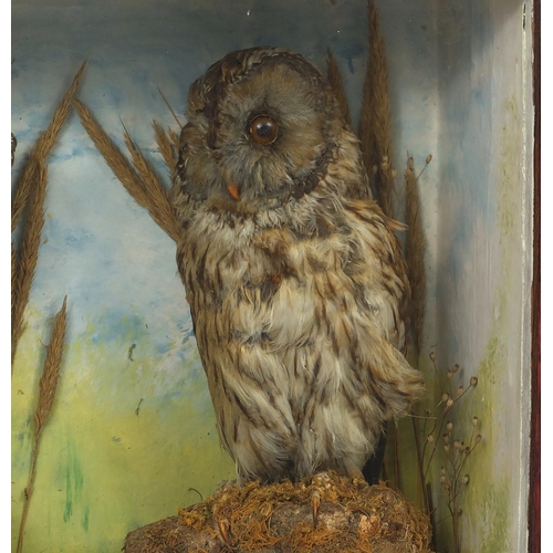 111 - Mahogany glazed taxidermy display of an owl and kestrel, 44.5cmm H x 51cm W x 17cm D