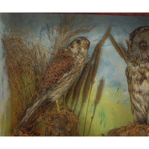 111 - Mahogany glazed taxidermy display of an owl and kestrel, 44.5cmm H x 51cm W x 17cm D