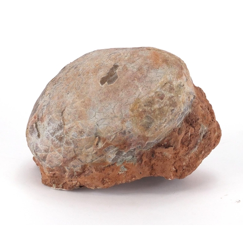 267 - Large fossilised dinosaur egg, 12cm H x 17cm W x 12cm D