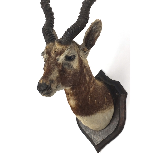 109 - Taxidermy gazelle head mounted on a shield back, by Rowland Ward, part inscribed label and impressed... 