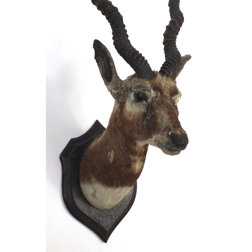 109 - Taxidermy gazelle head mounted on a shield back, by Rowland Ward, part inscribed label and impressed... 