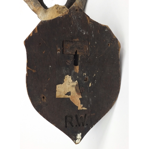 109 - Taxidermy gazelle head mounted on a shield back, by Rowland Ward, part inscribed label and impressed... 