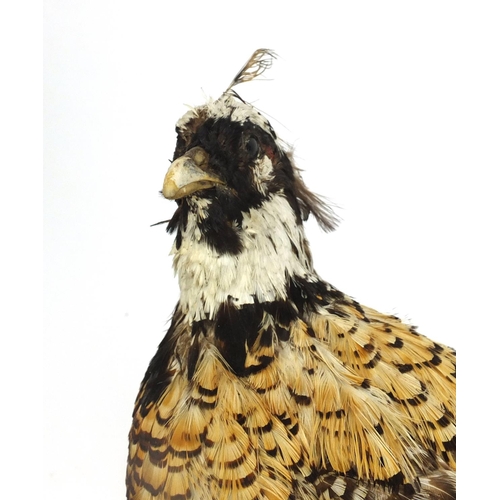 109 - Taxidermy interest pheasant on branch, 100cm in length