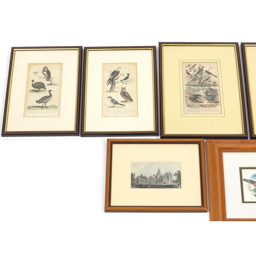 341 - Wildlife pictures including 19th century coloured engravings and a watercolour of a Kestrel by L Sto... 