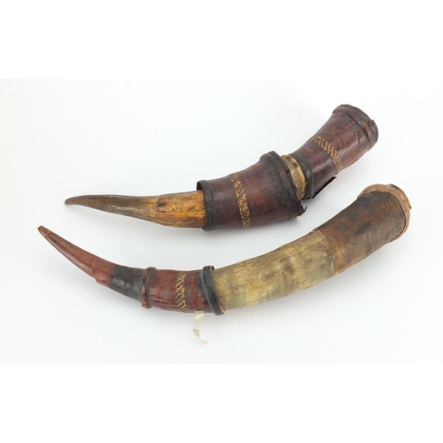 464 - Pair of antique leather mounted cow horns, 38cm in length