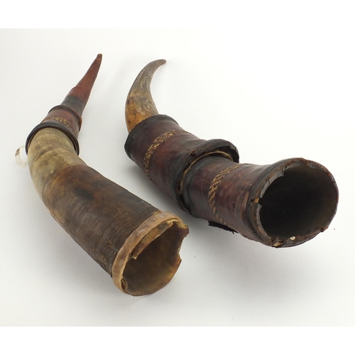 464 - Pair of antique leather mounted cow horns, 38cm in length