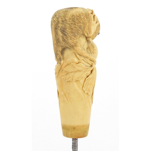 437 - Japanese ivory parasol handle, finely carved with a rat and snail, 13cm in length