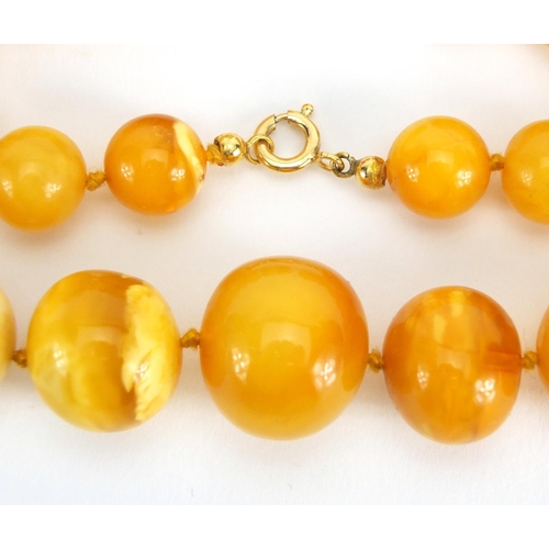 781 - Two butterscotch amber coloured bead necklaces, the largest 70cm in length,  approximate weight 111.... 