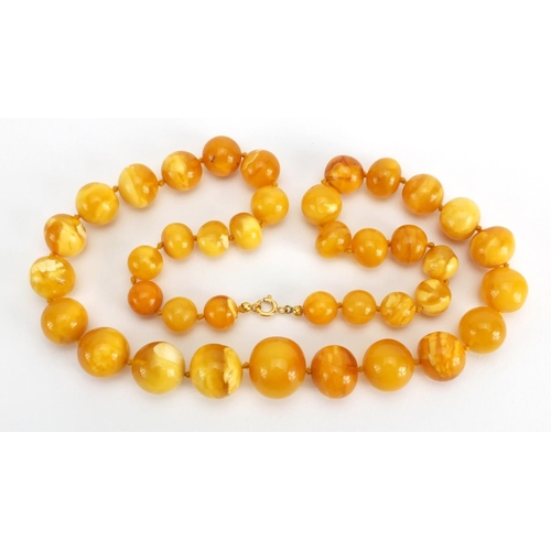 781 - Two butterscotch amber coloured bead necklaces, the largest 70cm in length,  approximate weight 111.... 