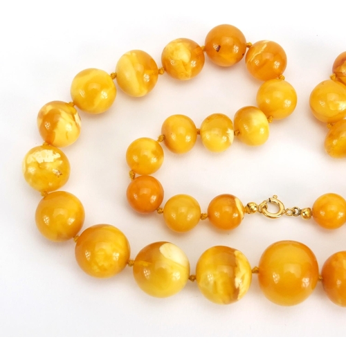 781 - Two butterscotch amber coloured bead necklaces, the largest 70cm in length,  approximate weight 111.... 