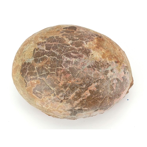 12 - Large fossilised dinosaur egg, 12cm H x 18cm W x 14cm D