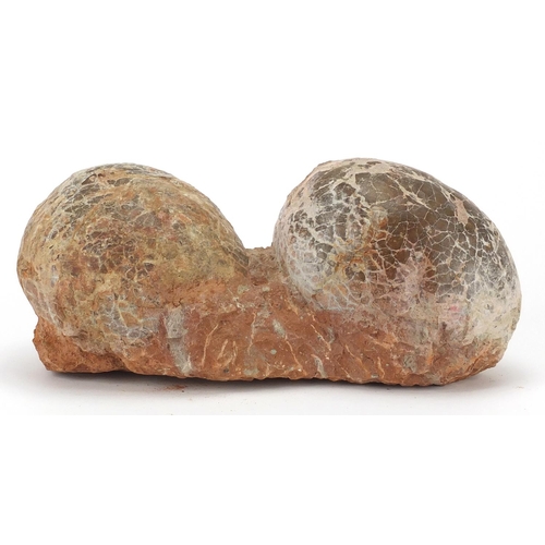 11 - Large cluster of two fossilised dinosaur eggs, 13.5cm H x 31cm W x 13cm D