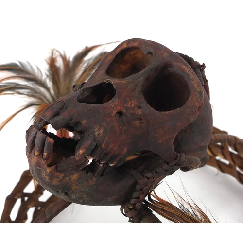 477 - Tribal interest headdress with monkey skull, possibly Burmese, 18cm high x 19cm in diameter