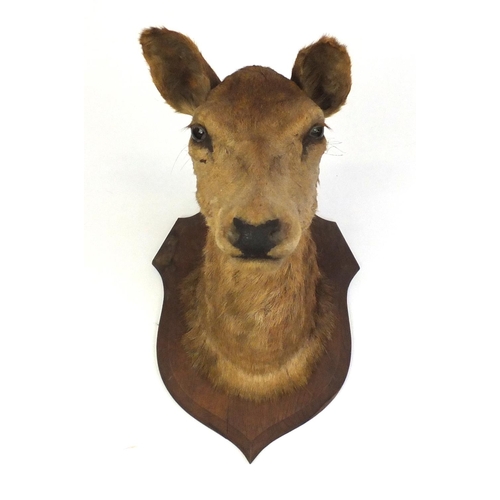 162 - Large taxidermy deer's head on oak shield back, 51cm high