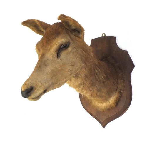 162 - Large taxidermy deer's head on oak shield back, 51cm high