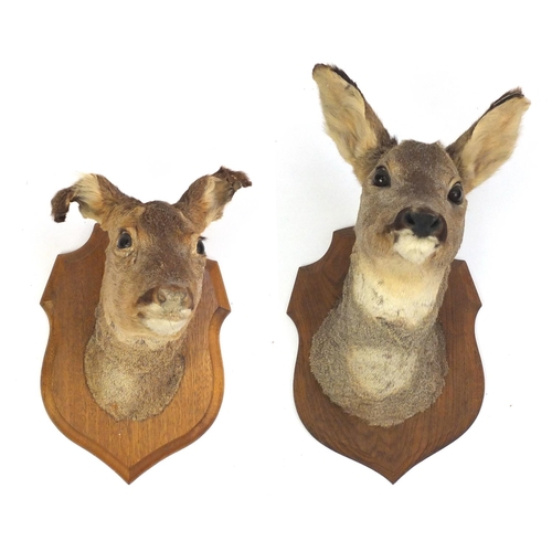 164 - Two taxidermy deer heads, both on oak shield backs, the largest 41cm high