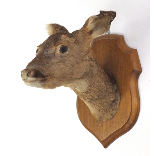 164 - Two taxidermy deer heads, both on oak shield backs, the largest 41cm high