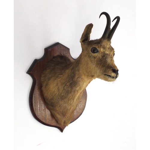 163 - Two taxidermy heads, one deer and one other, on wooden shield backs, the largest 48cm high