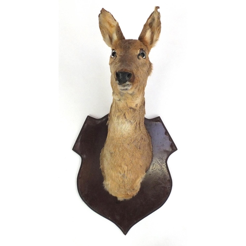 163 - Two taxidermy heads, one deer and one other, on wooden shield backs, the largest 48cm high