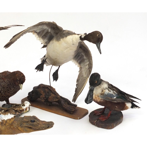166 - Four taxidermy interest birds and a baby alligator, the largest 77cm in length