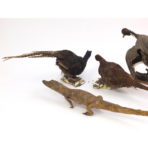 166 - Four taxidermy interest birds and a baby alligator, the largest 77cm in length