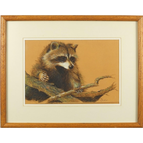 428 - Thelma Leaney Butler - Racoon, pastel on paper, inscribed verso, mounted and framed, 31.5cm x 22cm