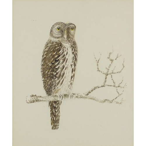 448 - Harold M Millar - Pearl spotted owlet and Antebellum mansion, two watercolours, both mounted and fra... 