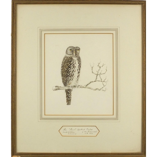 448 - Harold M Millar - Pearl spotted owlet and Antebellum mansion, two watercolours, both mounted and fra... 