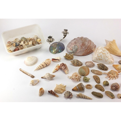 667 - Large selection of seashells