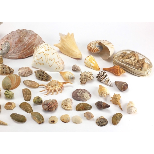 667 - Large selection of seashells