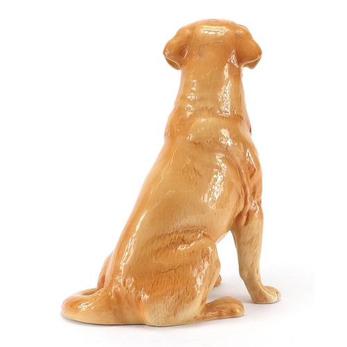 2128 - Large Beswick Labrador, numbered 2577, 33cm high